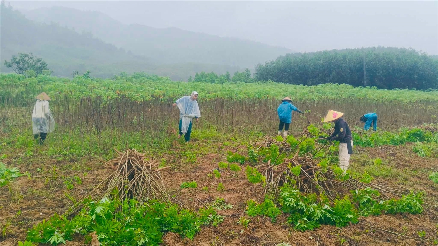 Thu hoạch sắn tại thôn Hồng Hạ 1, xã A Lưới 5