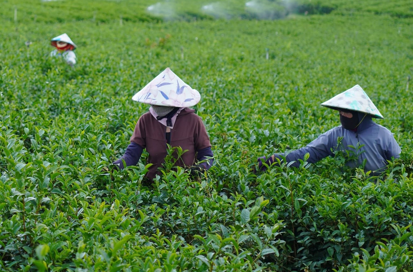 Thu hái chè ở Bảo Lộc, Lâm Đồng