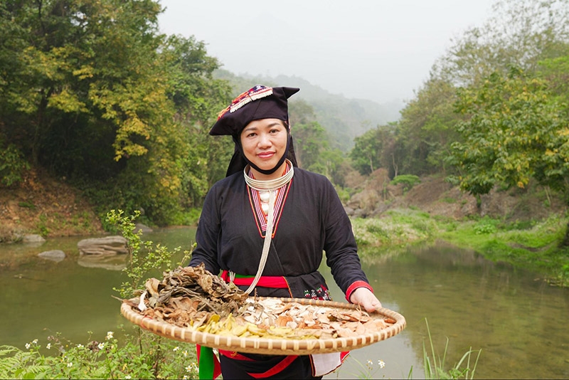 Ba Vì (TP. Hà Nội) có một kho báu, đó là khoảng 500 vị thuốc quý mà thế hệ cha ông tổ tiên đã sưu tầm hàng ngàn năm qua trên đỉnh Tản Viên Sơn