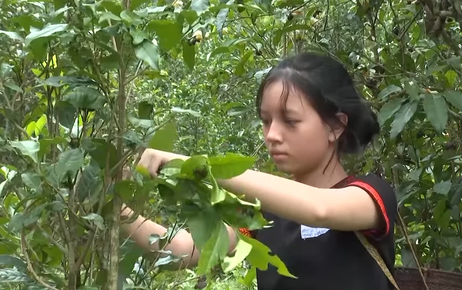 Người Hrê ở Quảng Ngãi có truyền thống sử dụng chè xanh từ lâu đời