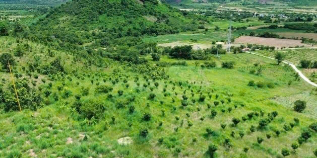 Sinh kế của người dân ở xã Bắc Ái (tỉnh Khánh Hòa) ngày càng được nâng cao nhờ trồng các loại cây dược liệu