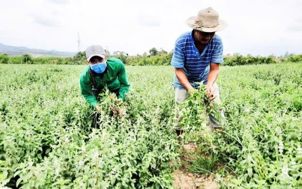 Tỉnh Khánh Hòa có tiềm năng phát triển cây dược liệu ở các xã miền núi cao phía Tây