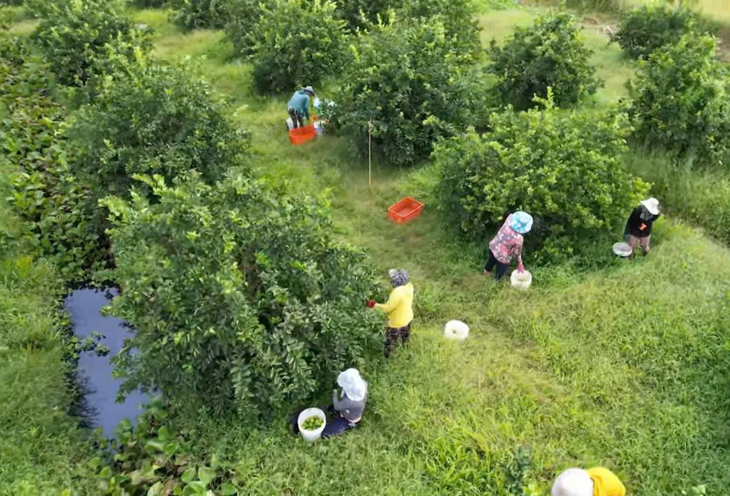 Ảnh 5: Nhờ chủ trương, chính sách của Đảng và Nhà nước, đời sống của đồng bào dân tộc thiểu số ở tỉnh Vĩnh Long đổi thay nhờ chuyển đổi sinh kế sang trồng cây Chanh (Ảnh: D.D)