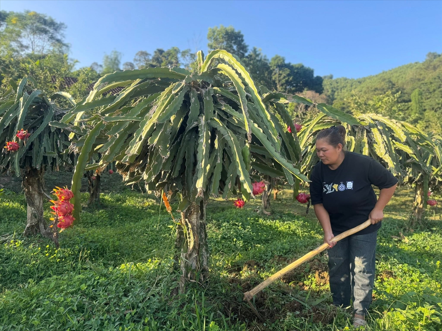 Nhiều hộ dân ở Hòa An chuyển sang trồng nông sản sạch để phát triển kinh tế gia đình