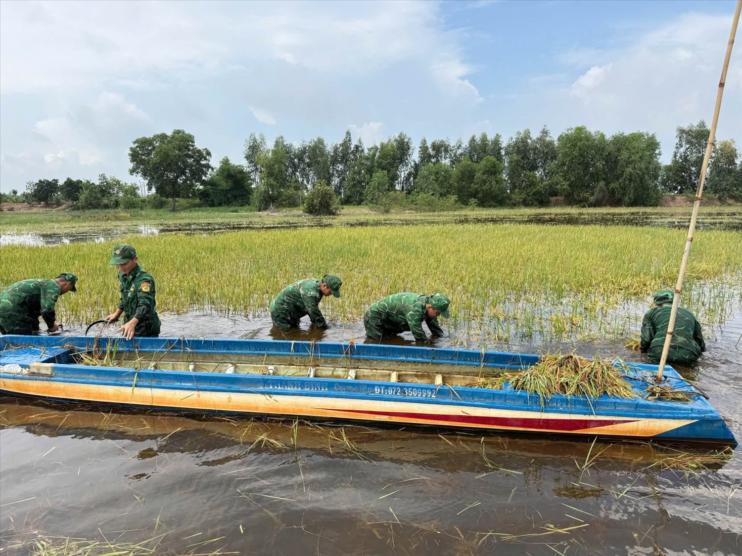 Cán bộ, chiến sĩ Đồn Biên phòng Thuận Bình và Đồn Biên phòng Mỹ Thạnh Tây giúp dân thu hoạch lúa bị ngập nước tại xã Bình Thành, tỉnh Tây Ninh 