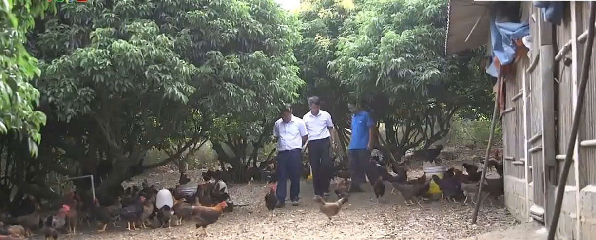 Mô hình nuôi gà của gia đình anh Nghiêm Văn Minh, xã Yên Thế (tỉnh Bắc Ninh) đã mạng lại hiệu quả kinh tế bền vững. (Ảnh: D.D)