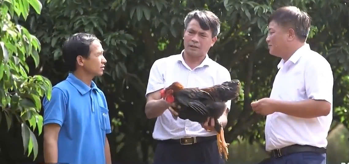 Nhằm khai thác hiệu quả hơn thế mạnh của địa phương, xã Yên Thế (tỉnh Bắc Giang) đã có chú trọng nâng cao chất lượng sản phẩm gà đồi Yên Thế, tạo ra giá trị kinh tế cao hơn. Ảnh: D.D