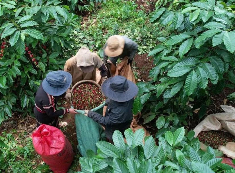 Mùa thu hoạch cà phê ở Đắk Lắk