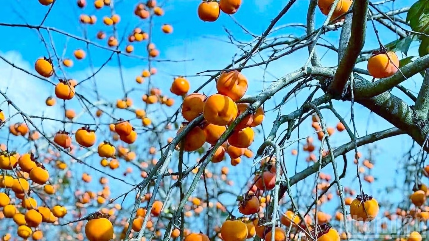 Những trái hồng lúc lỉu, rực rỡ trong nắng thu.