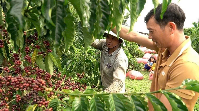 Cây cà phê góp phần nâng cao thu nhập, cải thiện đời sống, tạo sinh kế ổn định cho người dân vùng đồng bào DTTS và miền núi