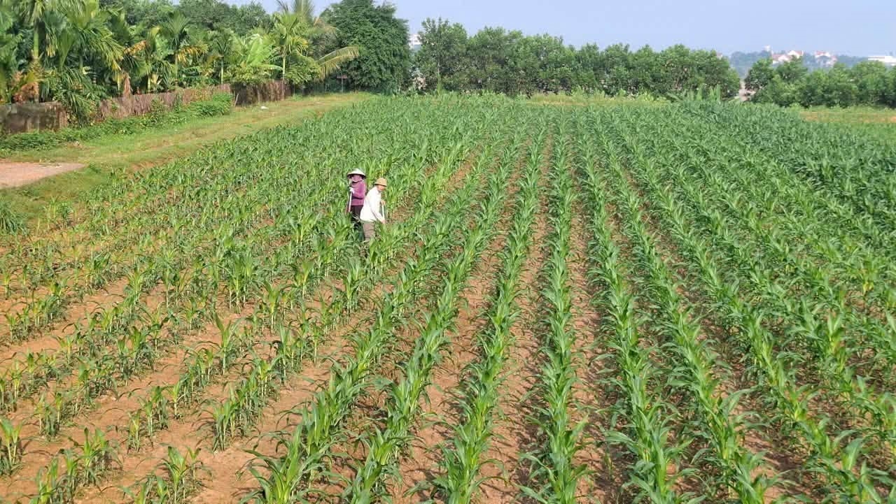 Người dân xã Ba Vì chăm sóc cây trồng, phát triển sản xuất nông nghiệp, góp phần nâng cao thu nhập và cải thiện đời sống