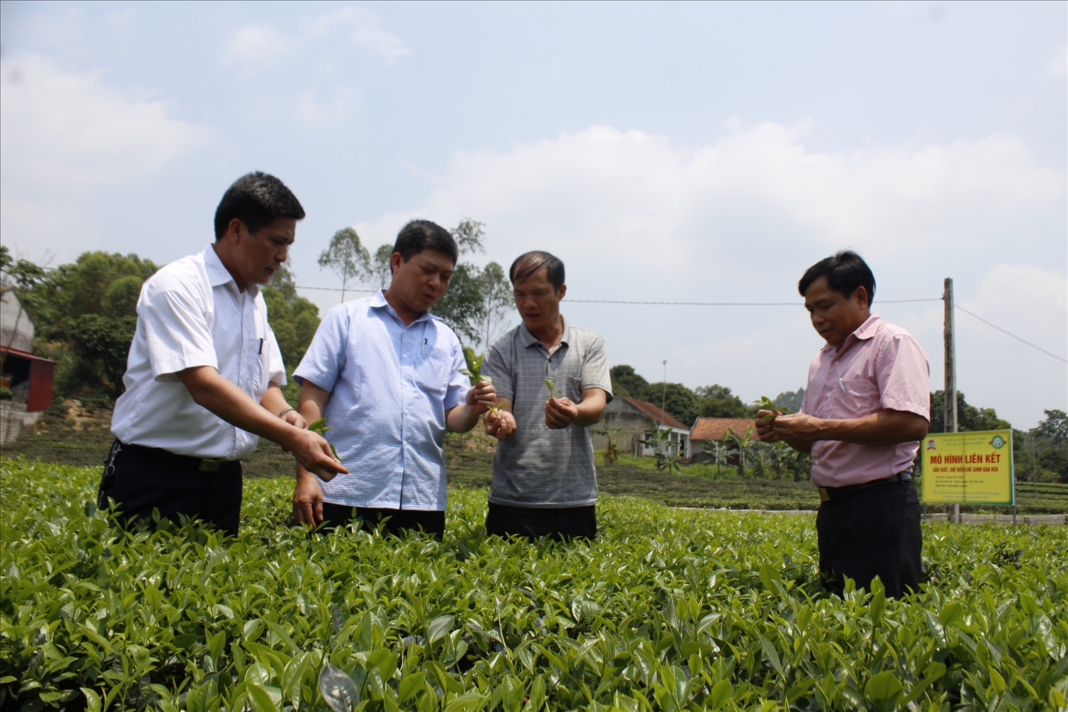 Mô hình liên kết sản xuất và chế biến chè xanh Bản Ven của HTX Thân Trường, tỉnh Bắc Ninh