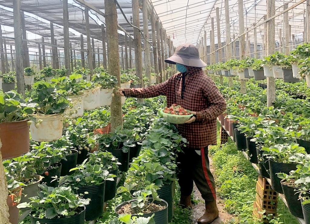 Giáo dân ở Ia Băng, tỉnh Gia Lai đổi mới tư duy sản xuất nông nghiệp, đời sống khá giả