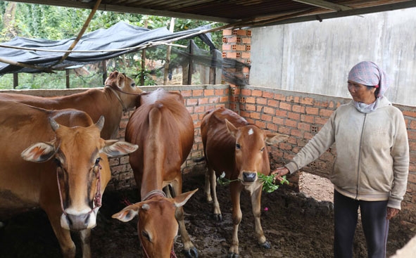 Giáo xứ Kim Phát hỗ trợ cho bà H’Ngun Buôn Krông, buôn Hra Ea H’Ning, tỉnh Đắk Lắk phát triển kinh tế, vươn lên thoát nghèo