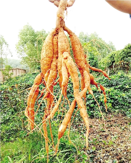 Chùm củ sâm Nam núi Dành 5 năm tuổi