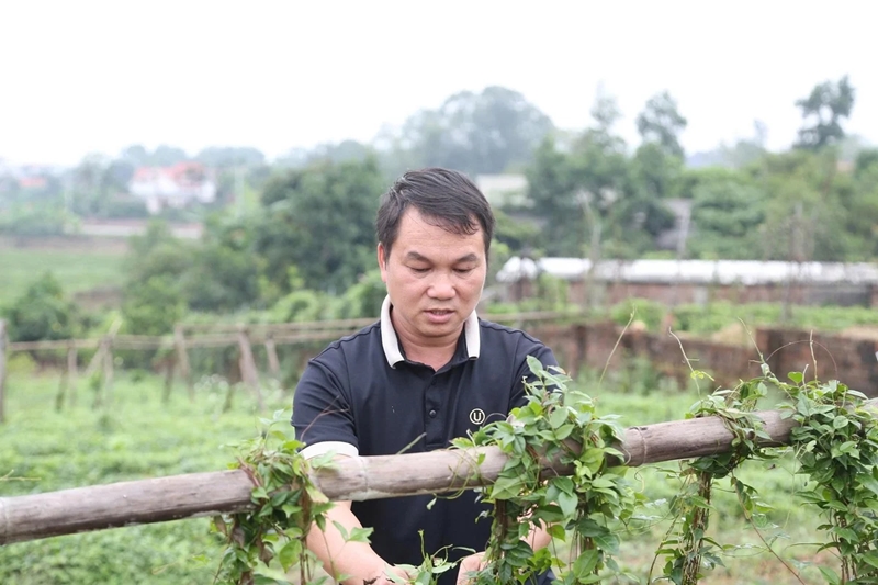 Sâm Nam núi Dành đang từng bước khẳng định giá trị của một sản vật địa phương