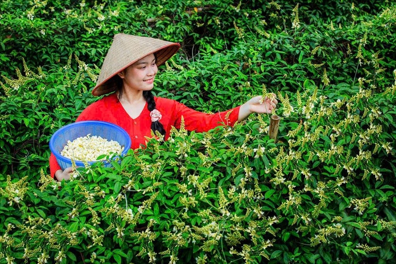 Thu hoạch hoa sâm Nam núi Dành 