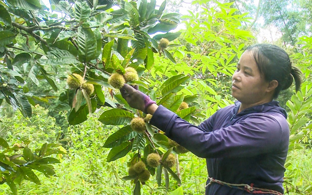 Trồng giống dẻ ghép, chăm sóc đúng kỹ thuật sẽ cho năng suất đạt 20 – 25 tạ dẻ/ha, cao hơn so với trồng dẻ ươm