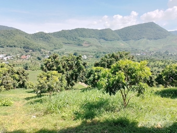Nhãn Sông Mã (tỉnh Sơn La) đang được chuyển đổi trồng trên các chân đất đồi đốc là chính