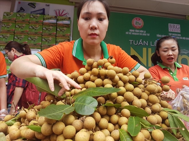 Nhãn Sơn La đã trở thành một nông sản nổi tiếng, có sức tiêu thụ lớn ở miền Bắc và cả nước