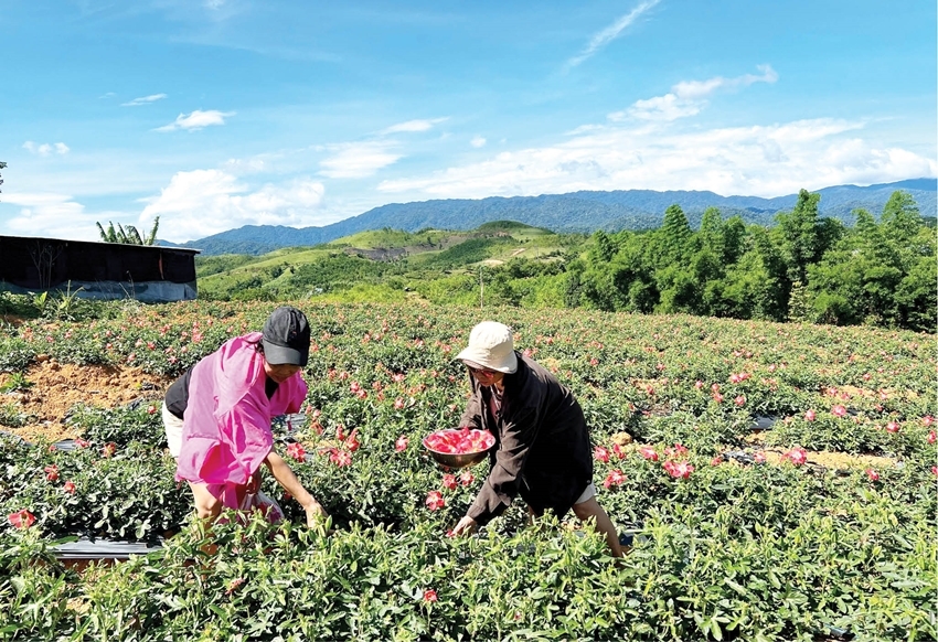Cây Sâm Bố Chính đã và đang được đồng bào trồng nhiều ở xã A Lưới 2, thành phố Huế