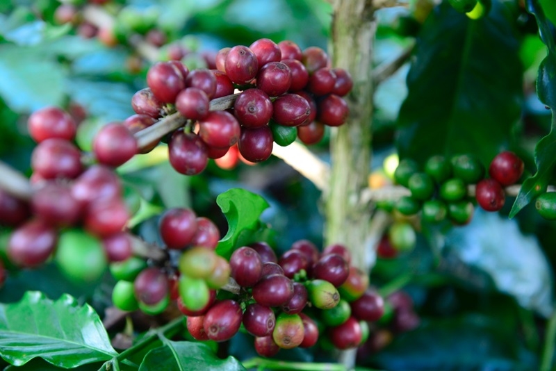Cà phê Arabica Sơn La được trồng theo quy chuẩn UTZ.