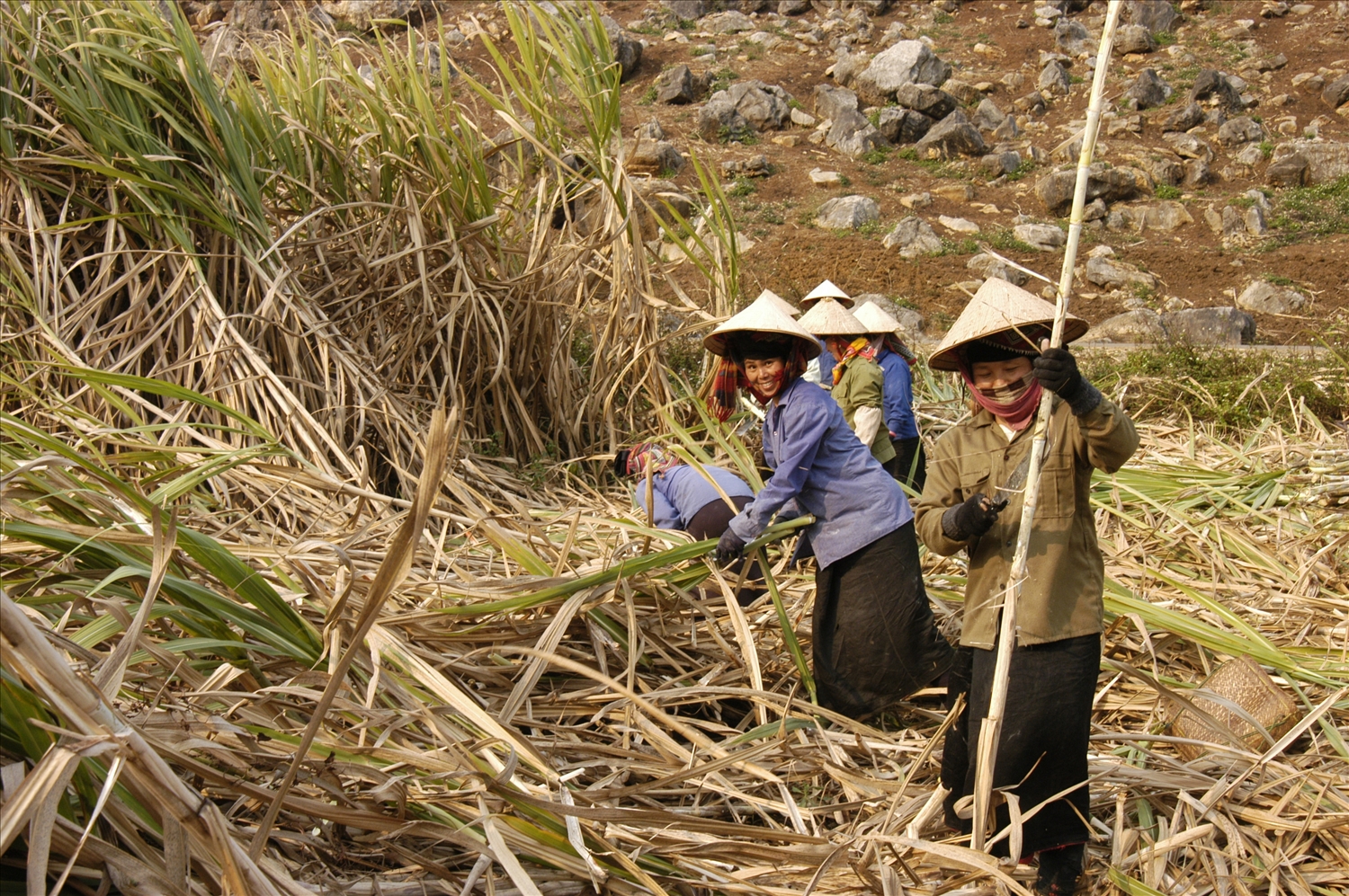 Một bộ phận đồng bào các dân tộc tỉnh Sơn La phát triển sinh kế nhờ cây mía (Ảnh: Trần Dũng)