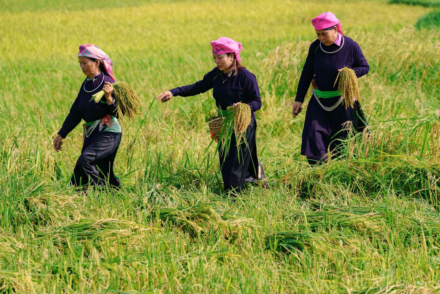 Lúa để làm cốm là lúa nếp non, còn ngậm sữa gạo 