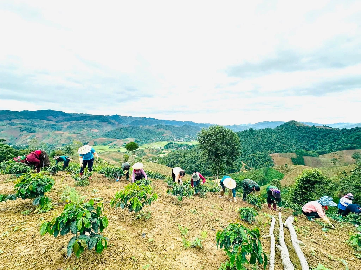 Người dân xã Sốp Cộp tích cực trồng cây cà phê để phát triển kinh tế gia đình