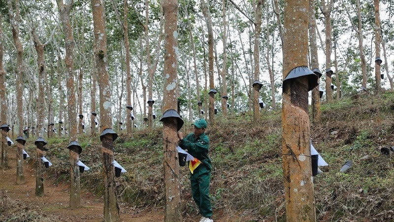 Nhờ chủ trương, chính sách của Đảng và Nhà nước, đã có nhiều mô hình chuyên canh cây công nghiệp góp phần giúp người dân thoát nghèo bền vững