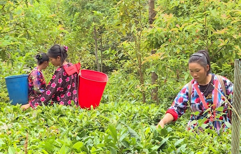 Người dân Sính Phình (tỉnh Điện Biên) thu hoạch búp chè