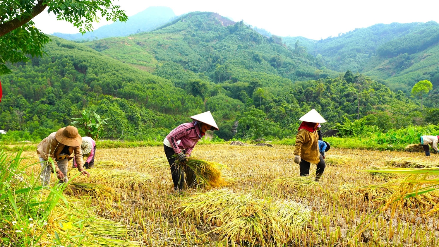 Mùa gặt ở Thanh Bồng 