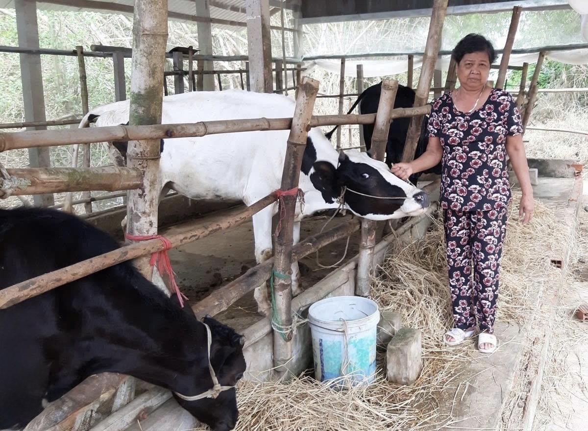 Gia đình bà Thị Chành Thu được hỗ trợ bò giống từ dự án sinh kế nên đã từng bước thoát nghèo