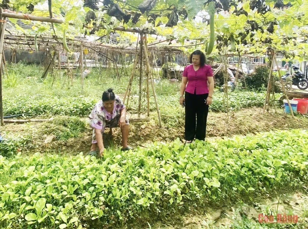 Phát huy tiềm năng, lợi thế về đất đai, nông dân xã Hòa An đẩy mạnh phát triển các loại rau màu, thực hiện thâm canh, tăng vụ…