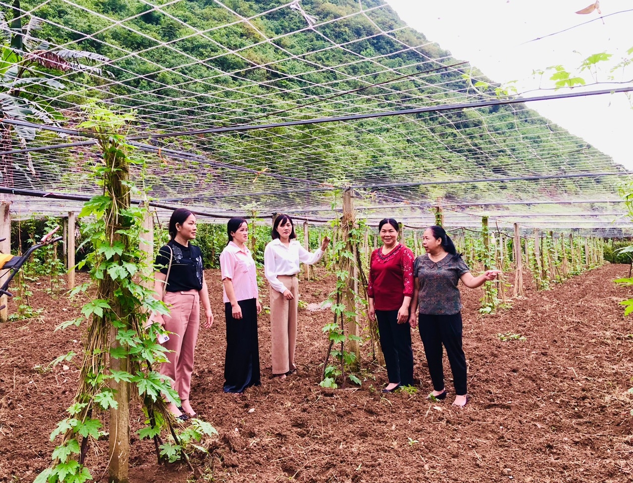 Cần nhân rộng mô hình trồng rau sạch, an toàn trên địa bàn xã Hòa An (tỉnh Cao Bằng)