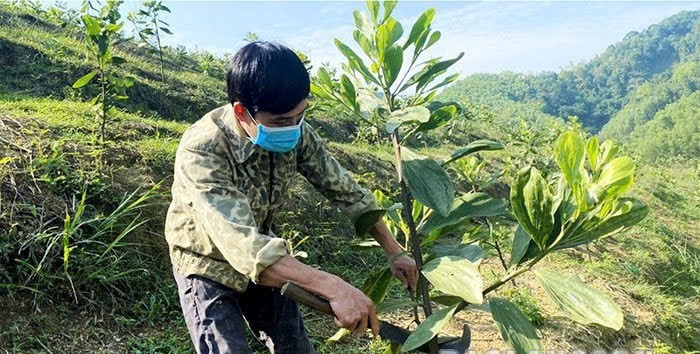Hội viên nông dân xã Thiện Thuật phát triển kinh tế từ trồng rừng