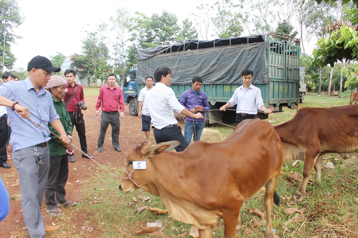 Hỗ trợ bò giống cho người dân khó khăn vùng sâu, vùng xa ở thành phố Đồng Nai