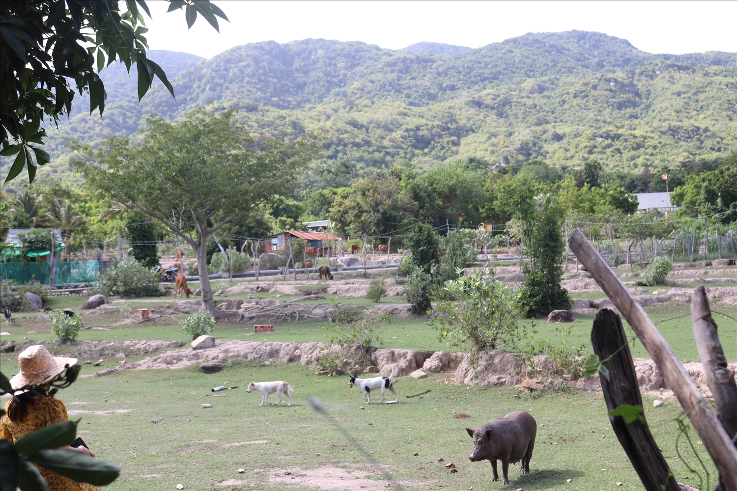 Người Raglai ở thôn Cầu Gỗ, xã Vĩnh Hải, tỉnh Khánh Hòa coi chăn nuôi là một phương thức để tăng thu nhập (Ảnh: Phương Liên) 