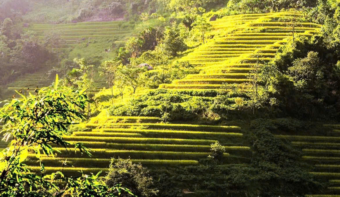 Ruộng bậc thang ở Xà Phìn
