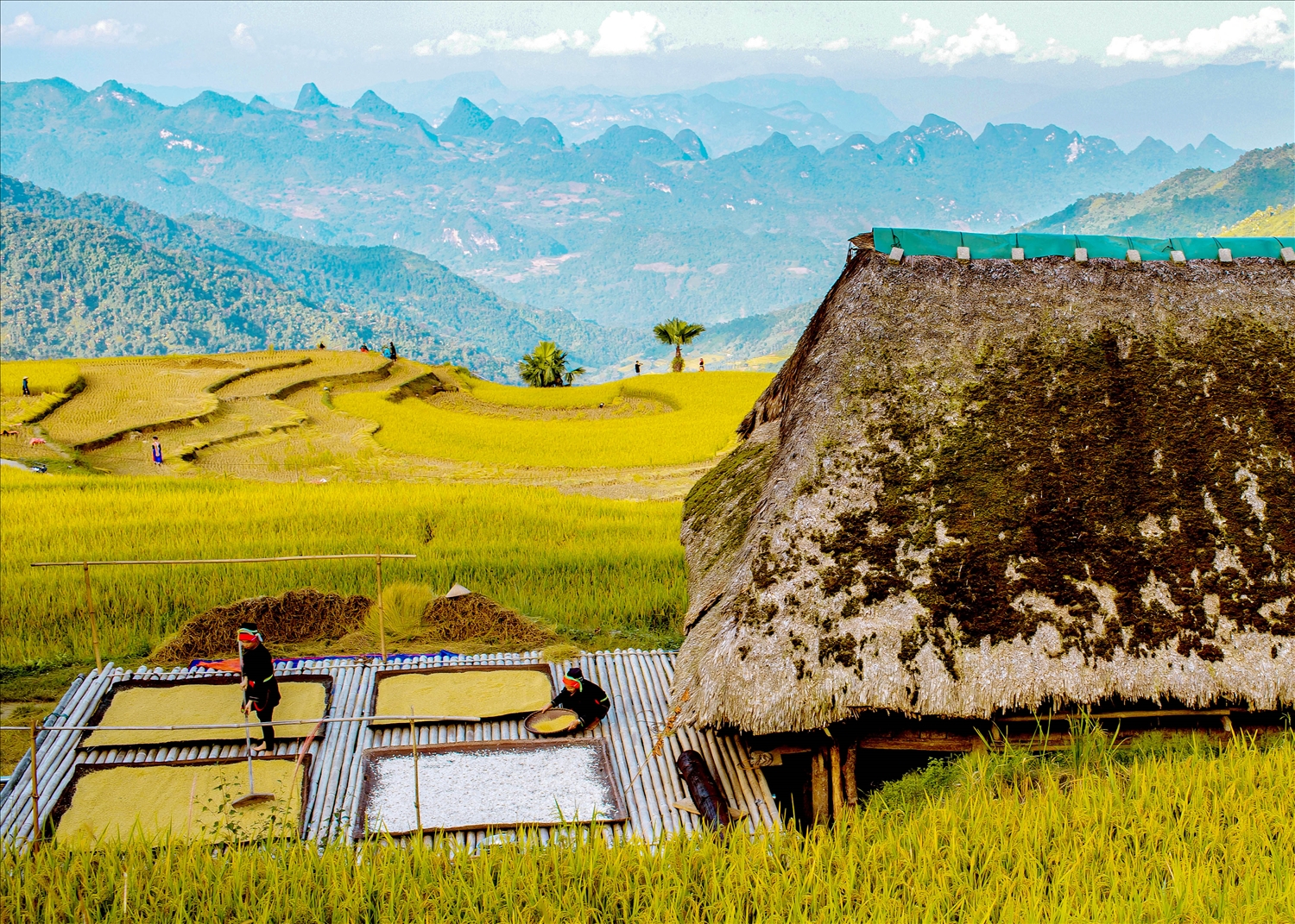 Giữa trập trùng mầu vàng của lúa là những mái nhà sàn rêu phong tạo nên bức tranh tuyệt đẹp cho Xà Phìn