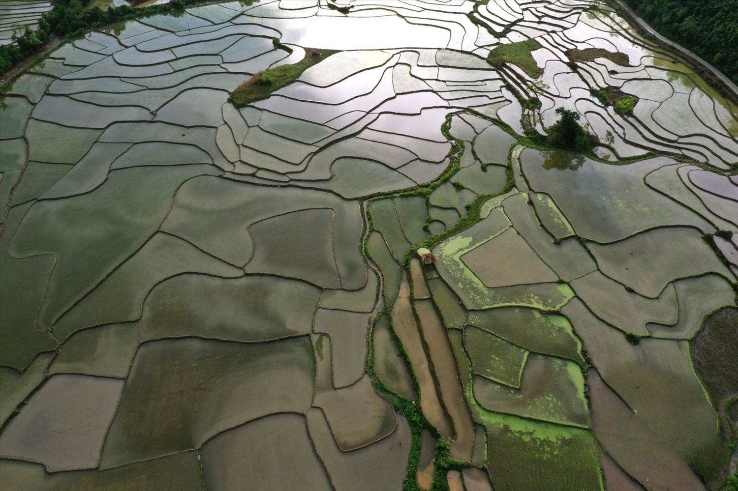 Cánh đồng ở Nà Hầu chuẩn bị vào vụ cấy