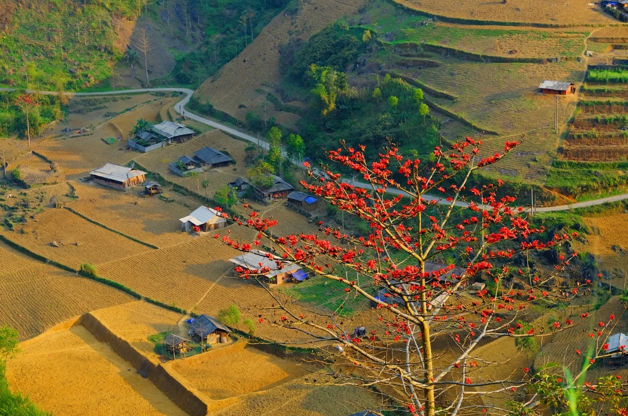 Tháng 3, cảnh sắc vùng cao phía Bắc rực lên sắc đỏ của hoa gạo (Ảnh Kinhtedothi.vn)