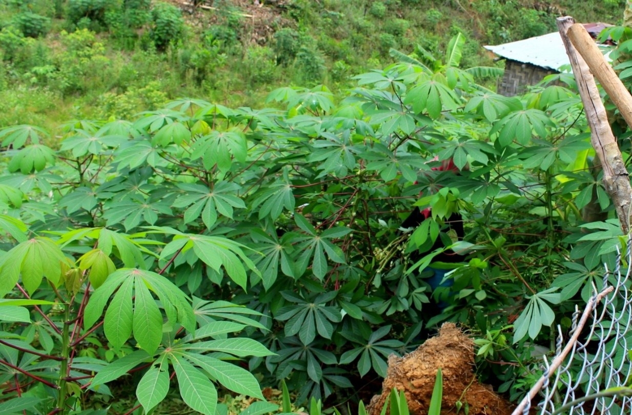 Người dân bẻ phần ngọn non của cây sắn về phơi héo để muối chua