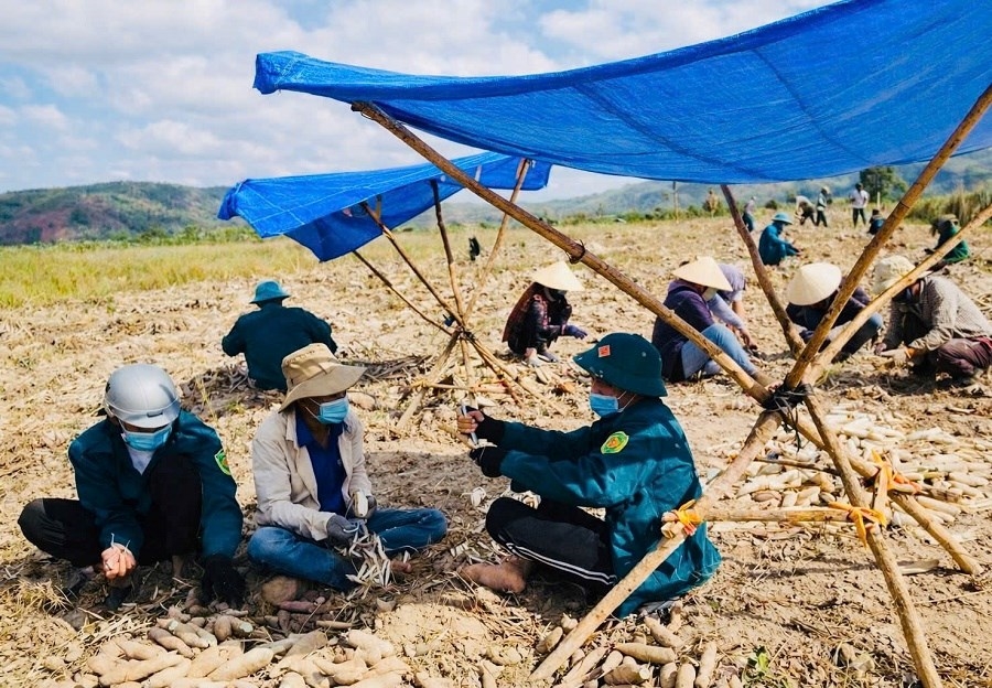 Đồng bào dân tộc thiểu số phía Tây tỉnh Gia Lai vào mùa thu hoạch mì trên những sườn đồi ngập nắng