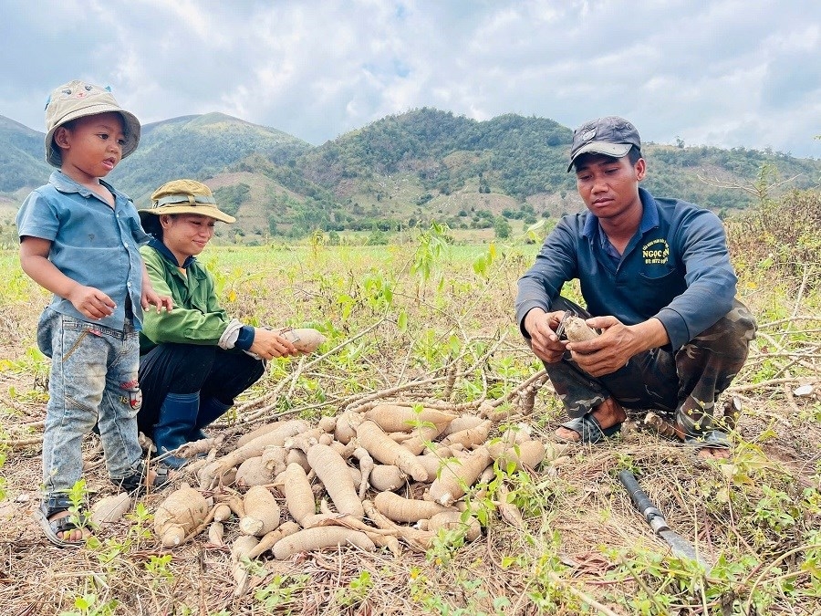 Gia đình anh Siu Luk (buôn Tul, xã Ia Tul) thu hoạch mì 