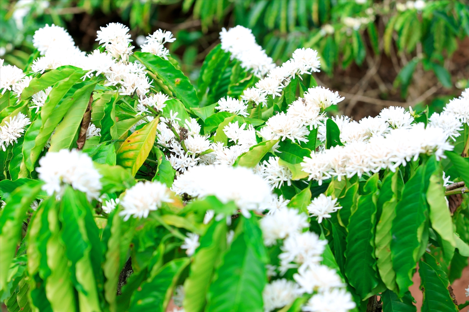 Tháng Ba, Tây Nguyên ngập tràn sắc trắng hoa cà phê (Ảnh Báo Đắk Lắk)