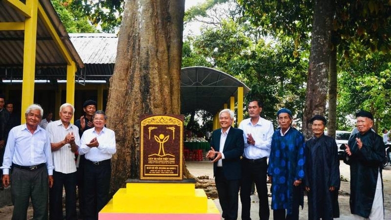 Cây mã tiền cổ thụ được công nhận là Cây Di sản Việt Nam.