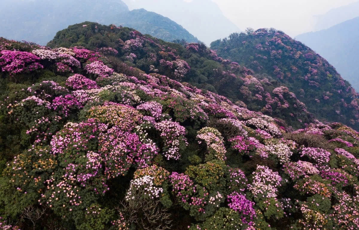 Sắc hoa đỗ quyên nổi bật giữa núi rừng và nền trời xanh, khiến khung cảnh càng thêm lãng mạn, nên thơ (Ảnh: Nguyễn Hoàng Yến)