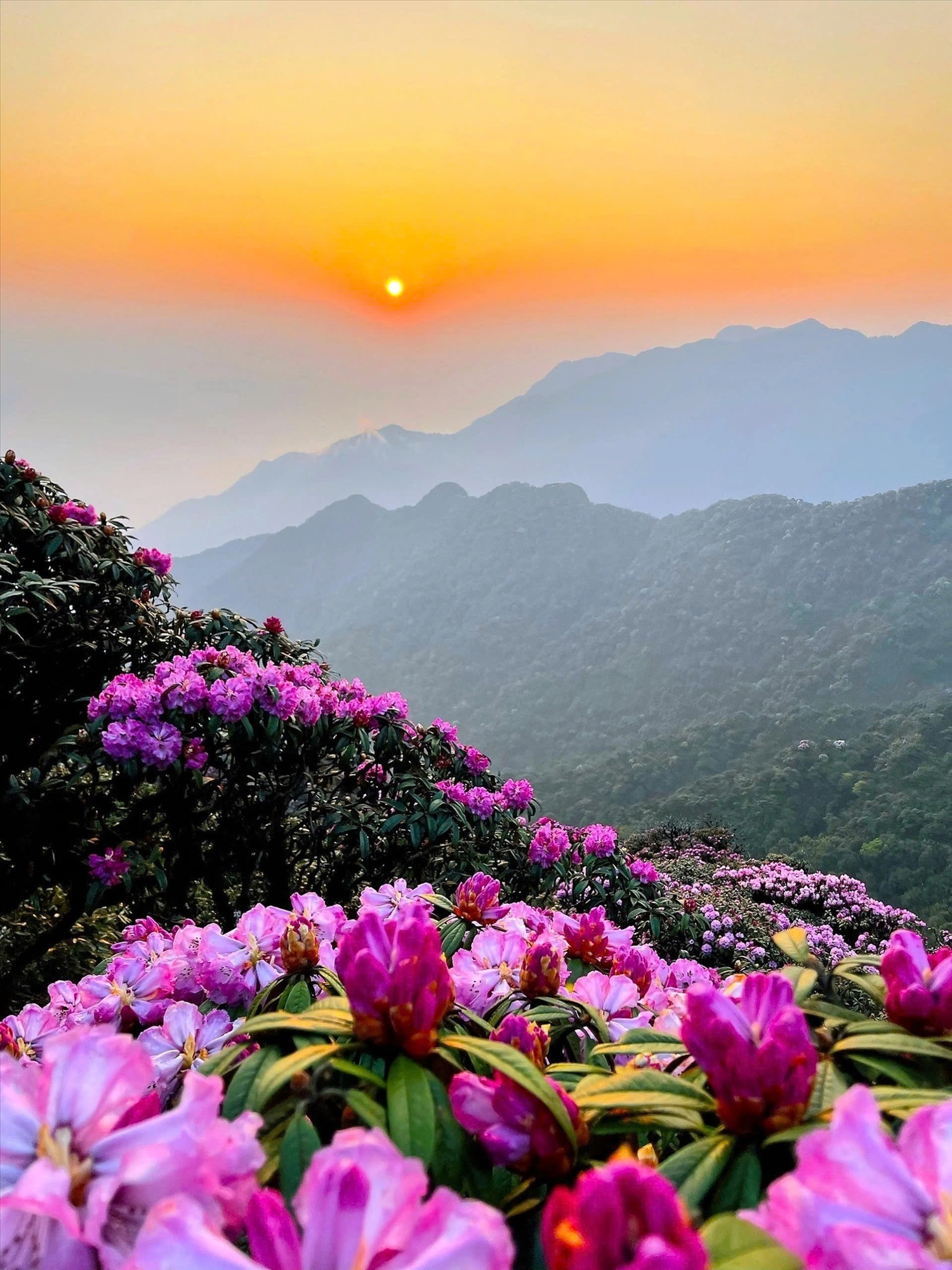 Dưới ánh bình minh buổi sớm, hoa đỗ quyên trở nên huyền diệu, lung linh
