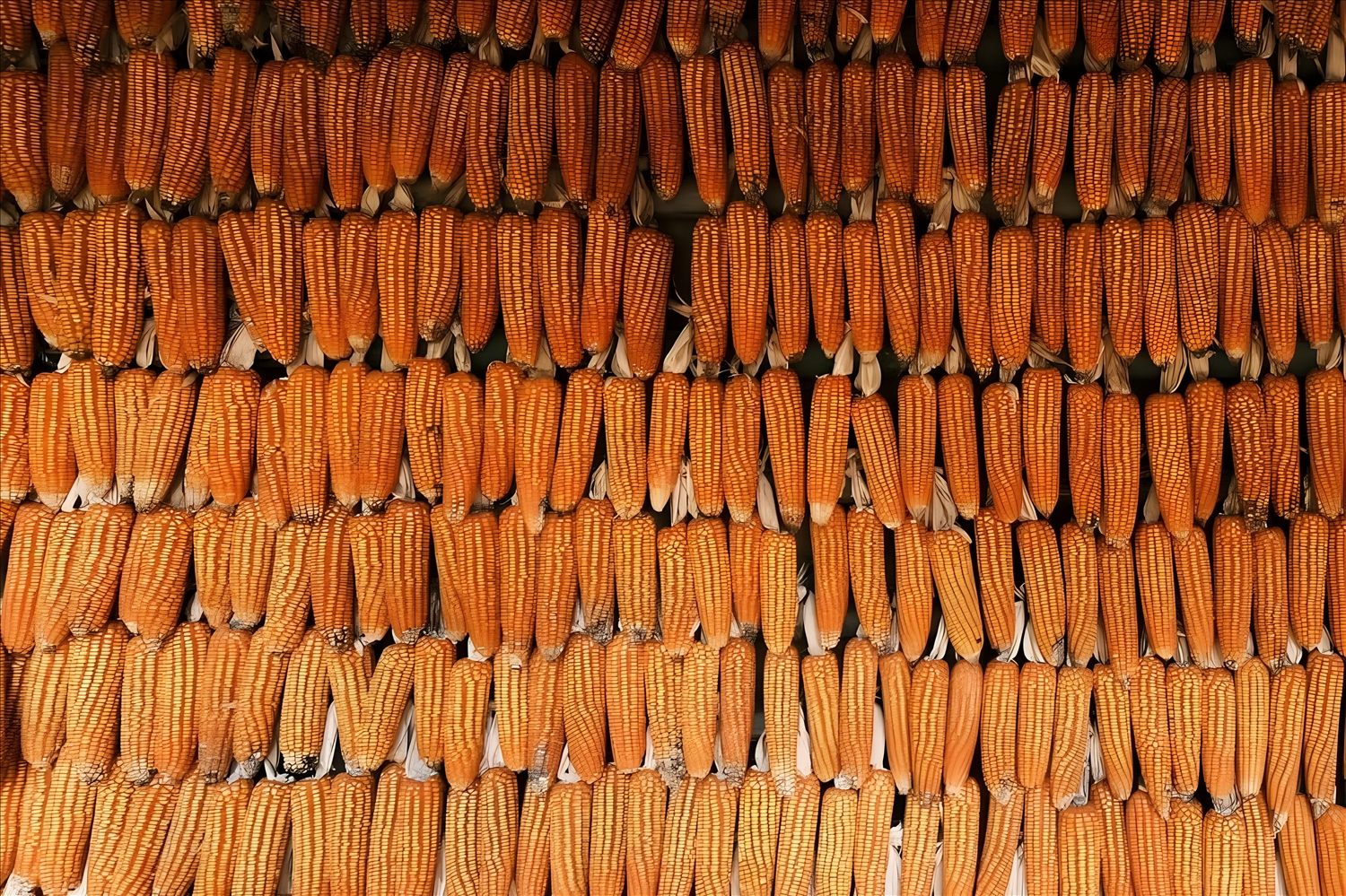The corn harvest season for ethnic minorities in the highlands